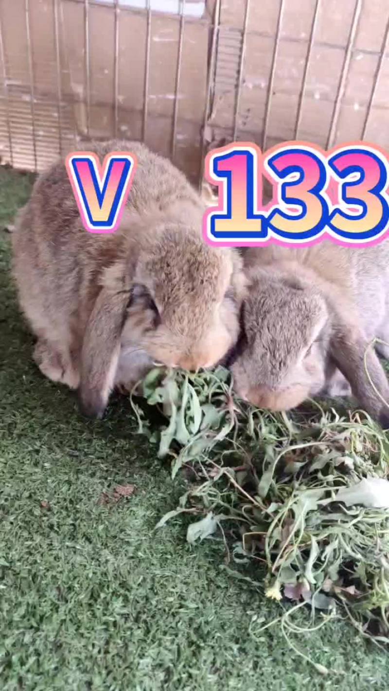 成年纯种公羊兔疫苗全部做完，喜欢的联系