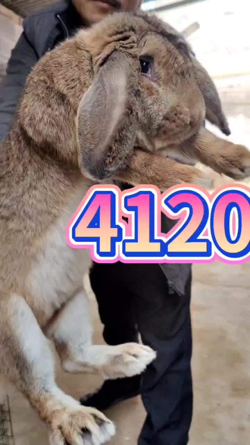 成年纯种公羊兔疫苗全部做完，喜欢的联系