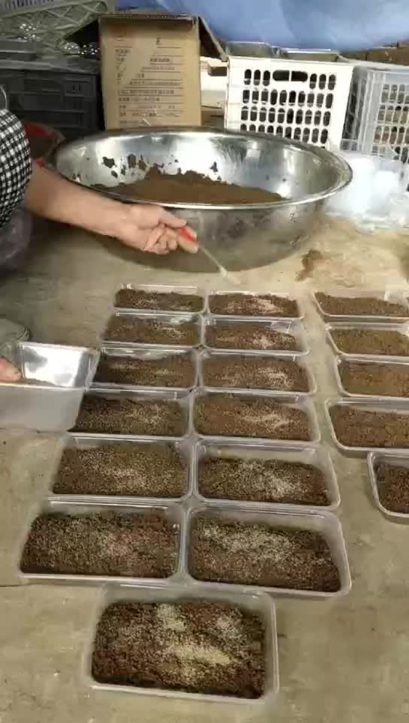 金蝉特种养殖
