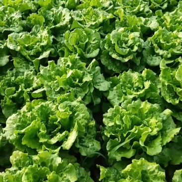 生菜鸡毛菜