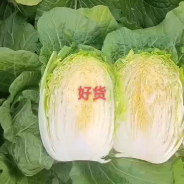 山东青岛即墨黄心大棚白菜大量上市，欢迎各位老板联系下单