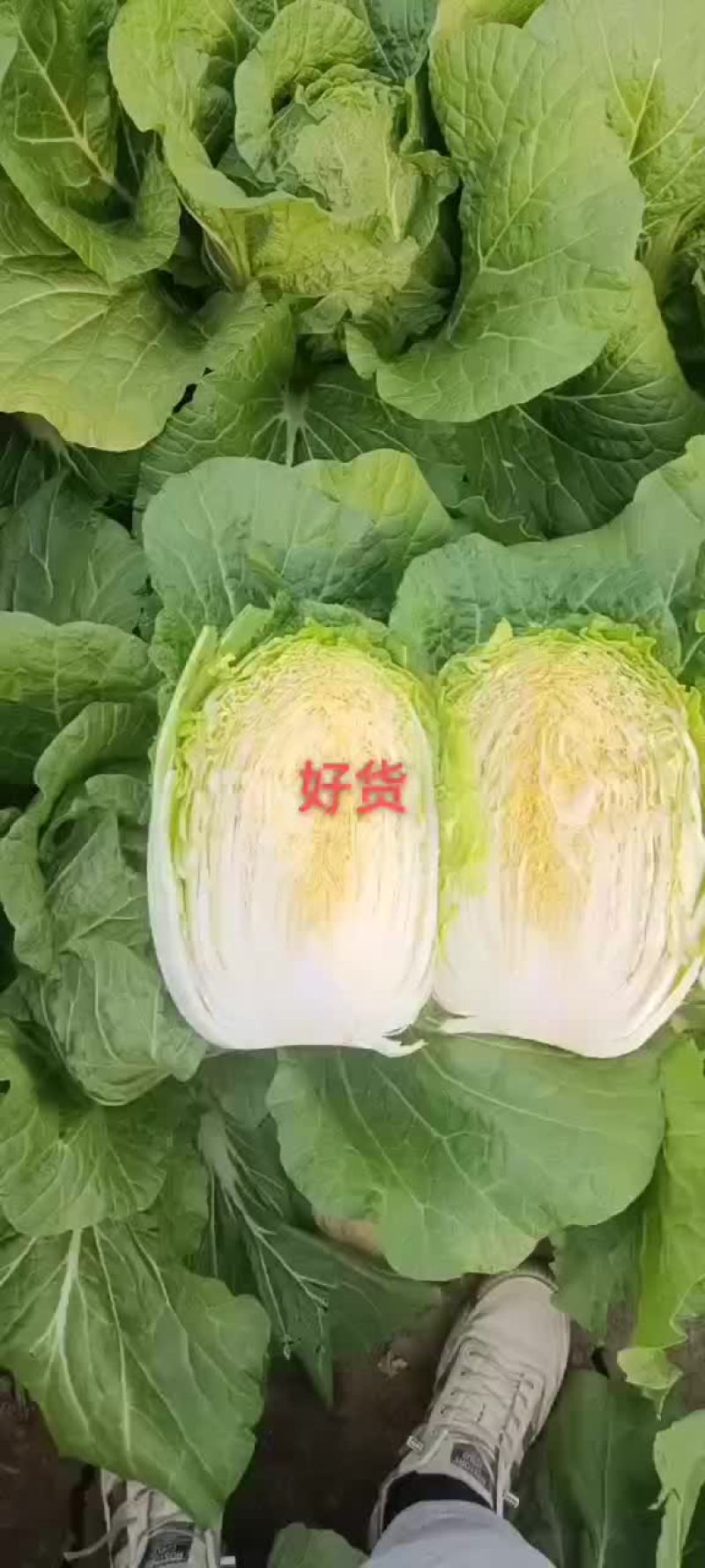 山东青岛即墨黄心大棚白菜大量上市，欢迎各位老板联系下单
