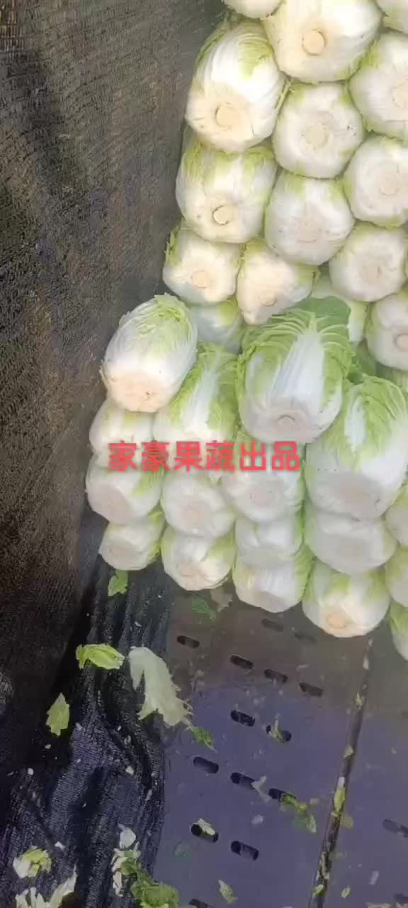 山东青岛即墨黄心大棚白菜大量上市，欢迎各位老板联系下单