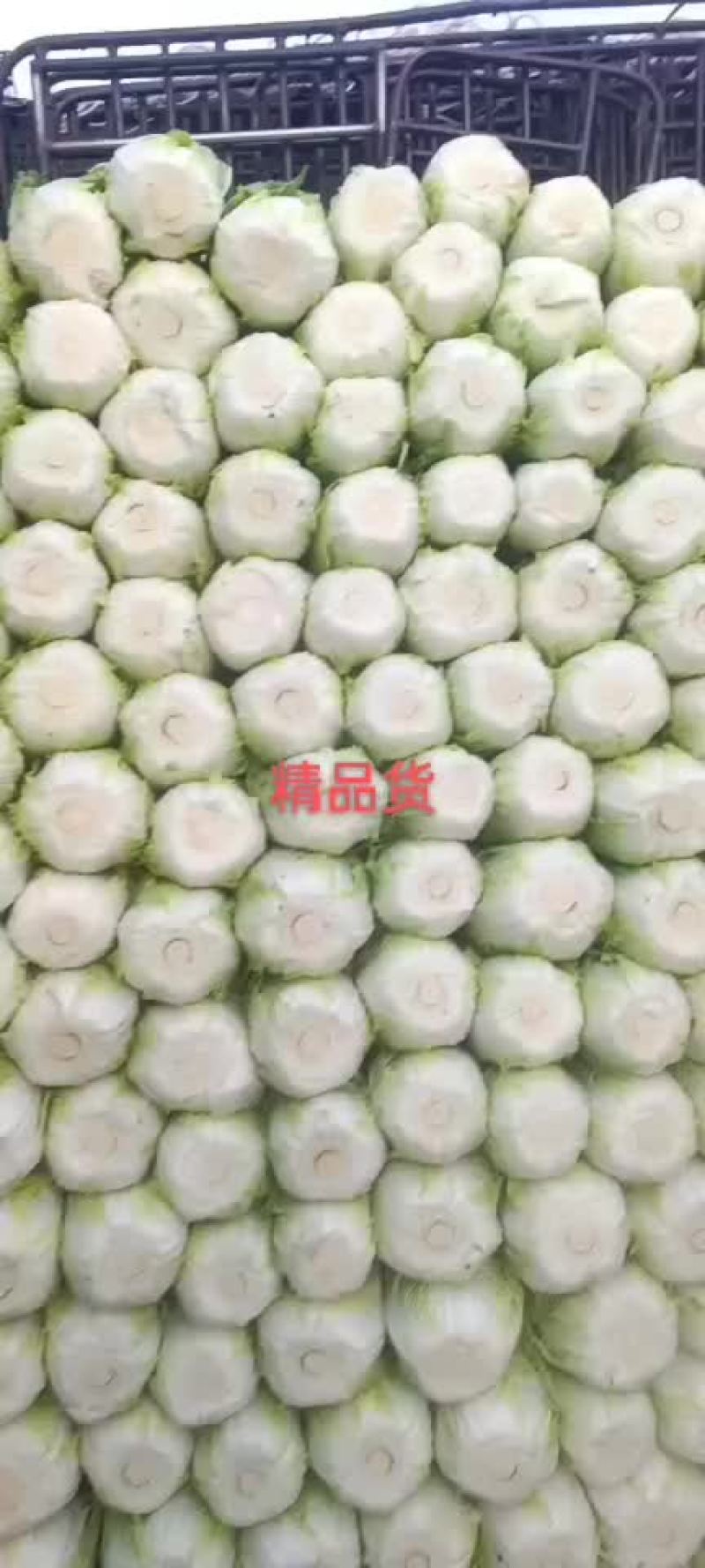 山东青岛即墨黄心大棚白菜大量上市，欢迎各位老板联系下单