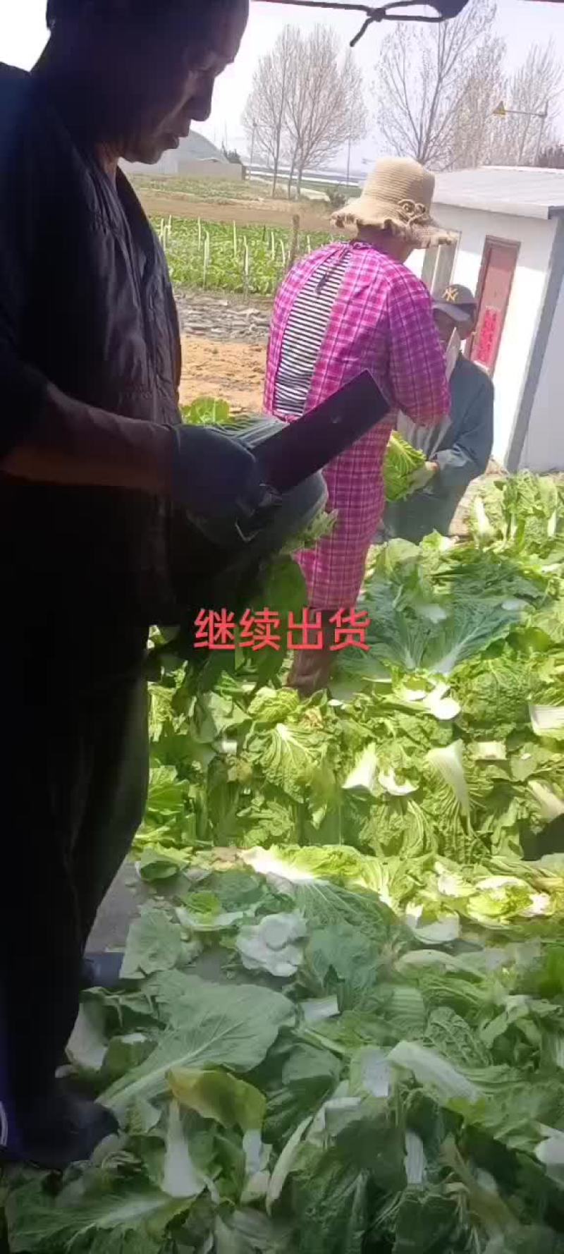 山东青岛即墨黄心大棚白菜大量上市，欢迎各位老板联系下单