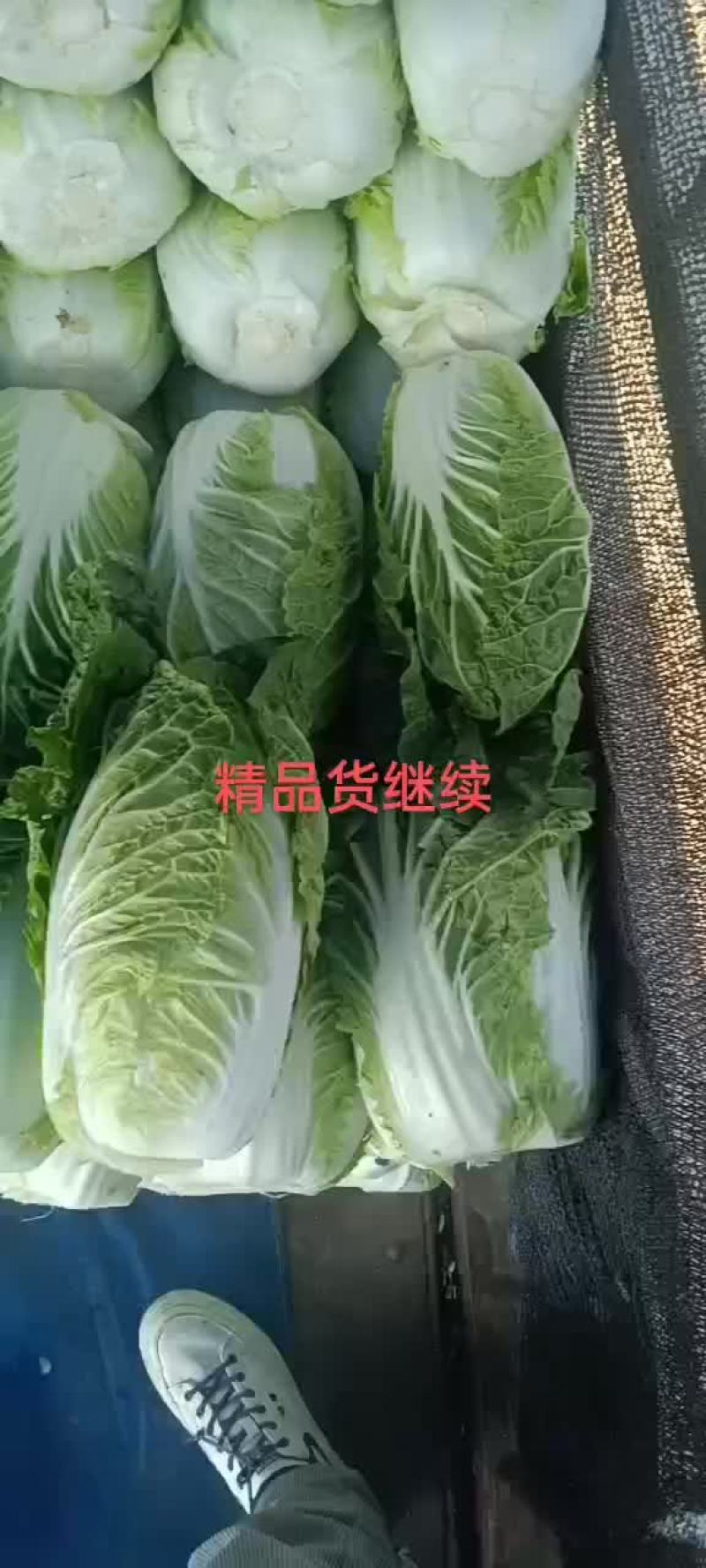 山东青岛即墨黄心大棚白菜大量上市，欢迎各位老板联系下单
