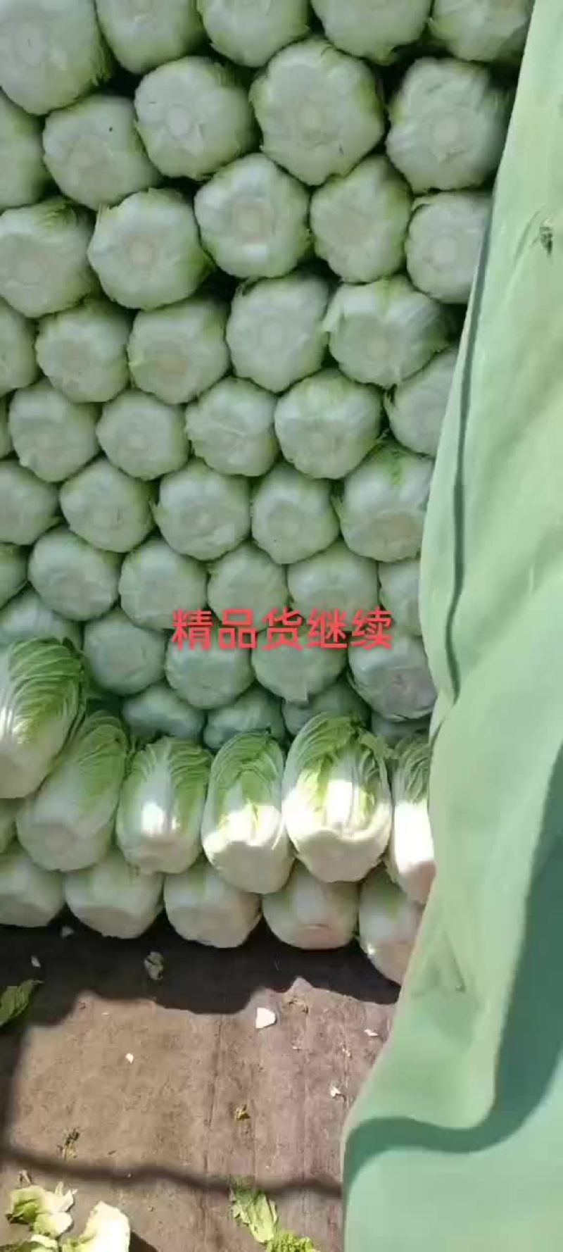 山东青岛即墨黄心大棚白菜大量上市，欢迎各位老板联系下单