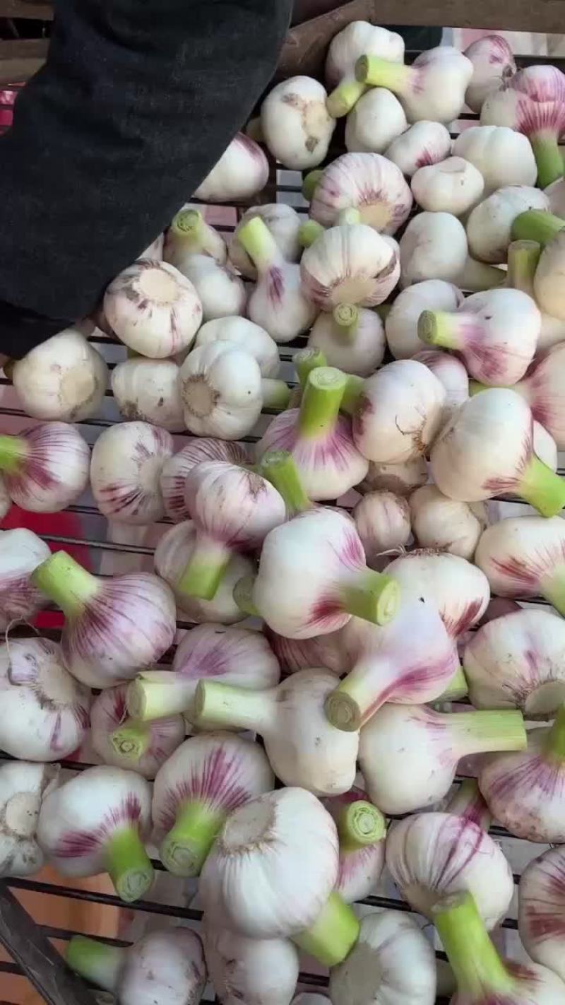 河南扒皮蒜