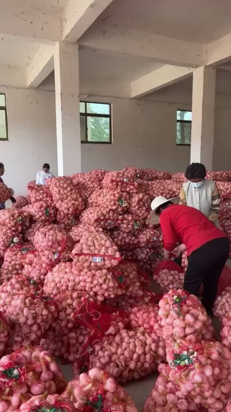 河南扒皮蒜