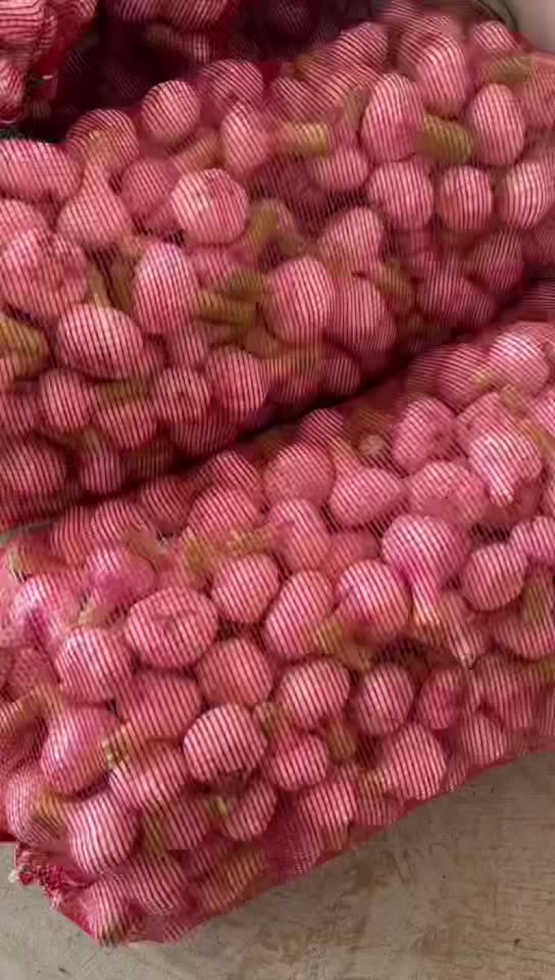 河南扒皮蒜