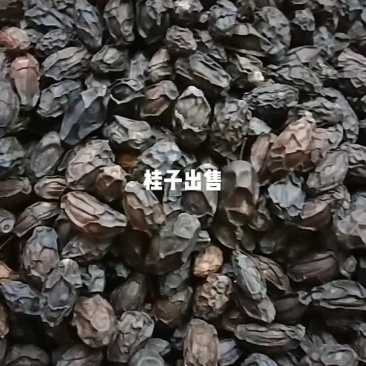 桂子出售