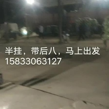 甘蓝