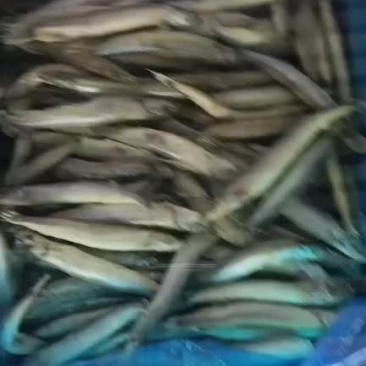 工厂直销一手货源，各种规格的多春鱼，公体母体单冻板