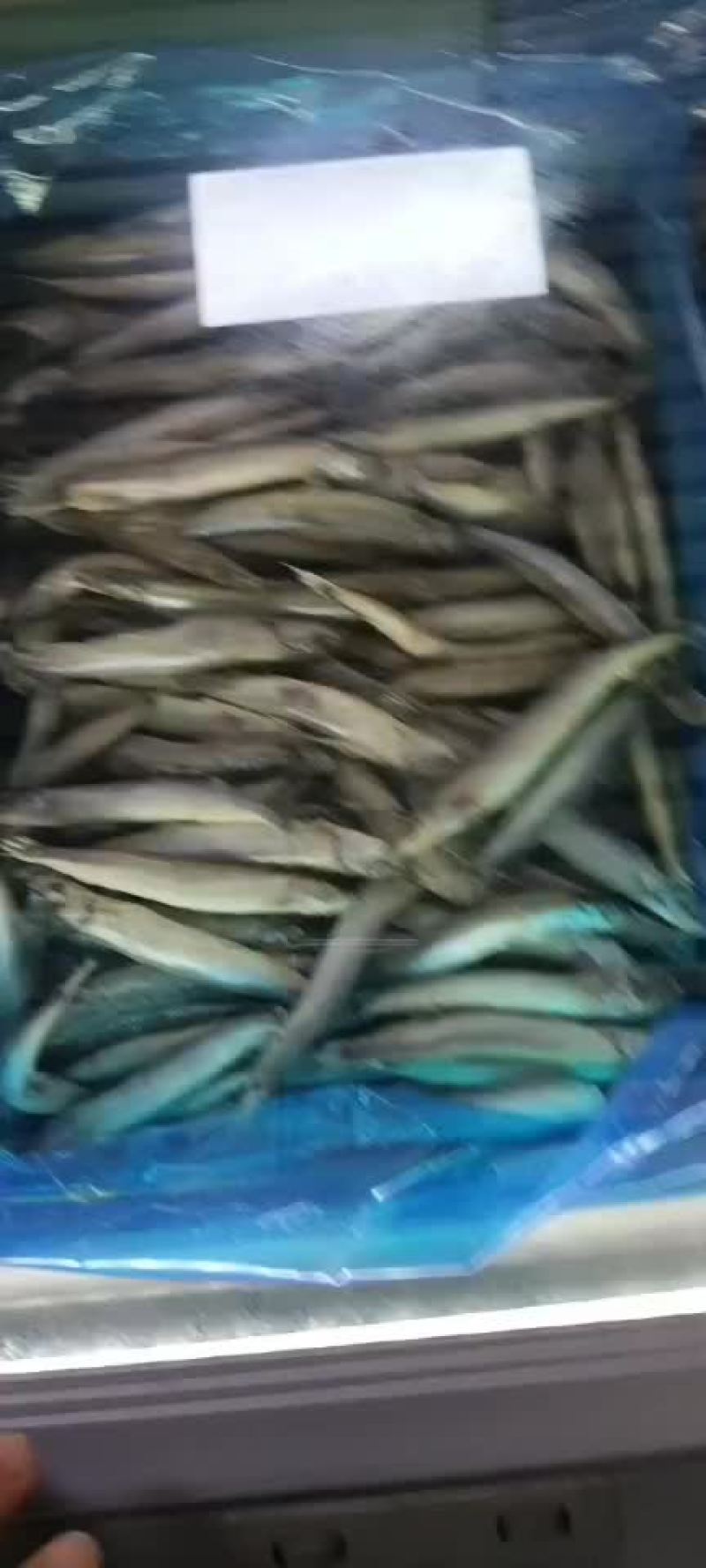工厂直销一手货源，各种规格的多春鱼，公体母体单冻板