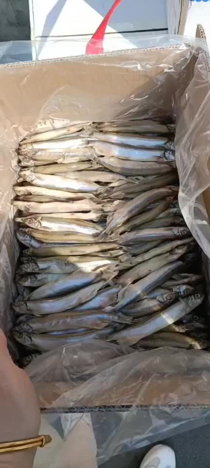 工厂直销一手货源，各种规格的多春鱼，公体母体单冻板