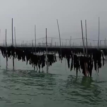 霞浦今年海带开始啦？