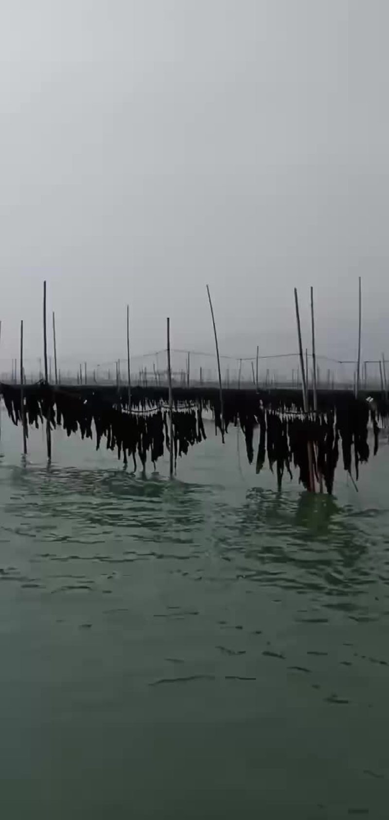 霞浦今年海带开始啦？