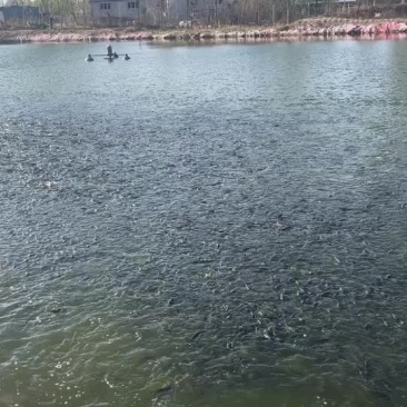 北京草鱼苗