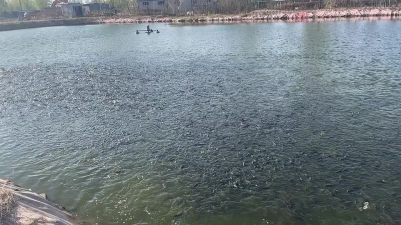 北京草鱼苗