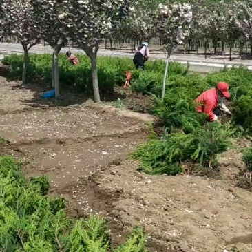 优质小龙柏需要的联系