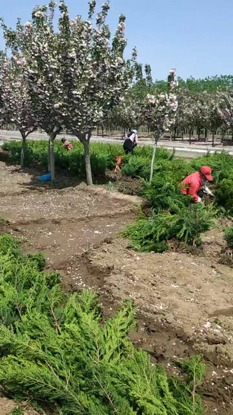 优质小龙柏需要的联系