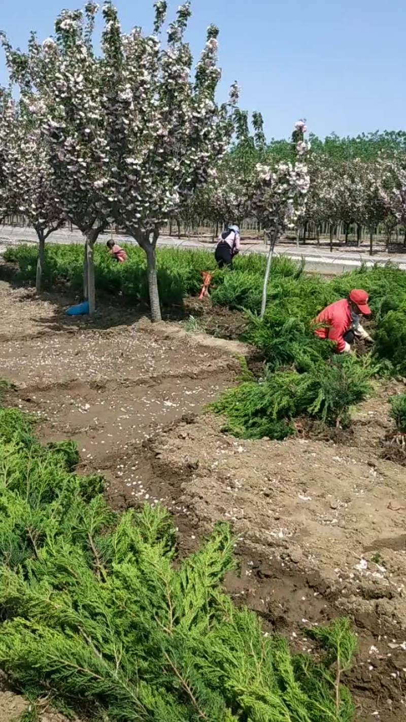 优质小龙柏需要的联系
