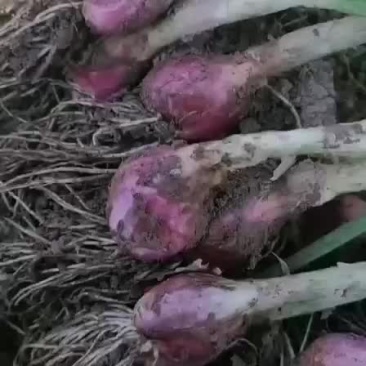 小香葱