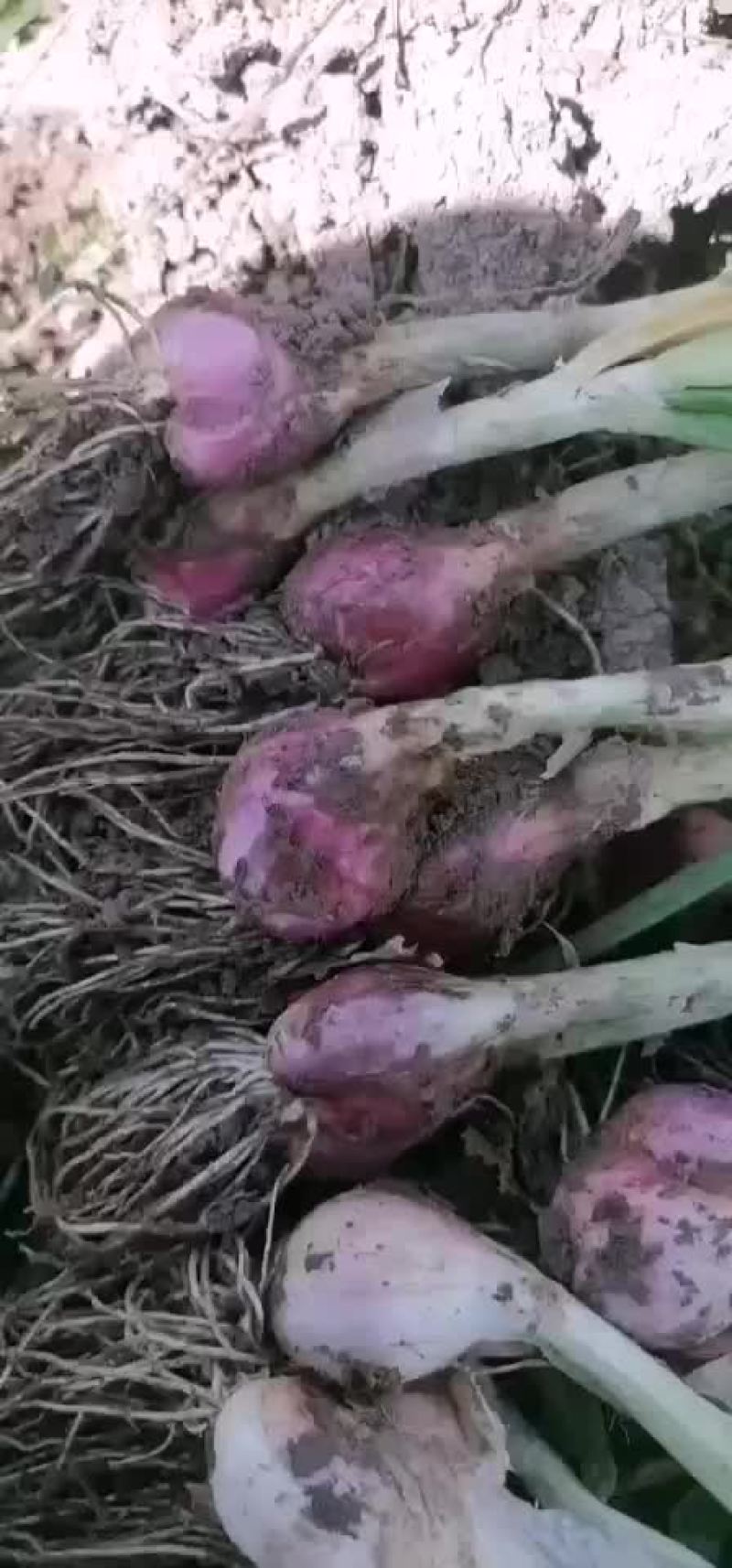 小香葱