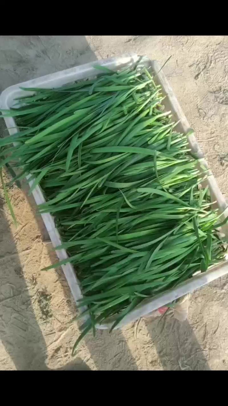 韭菜，韭苔