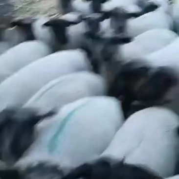 萨福克羊