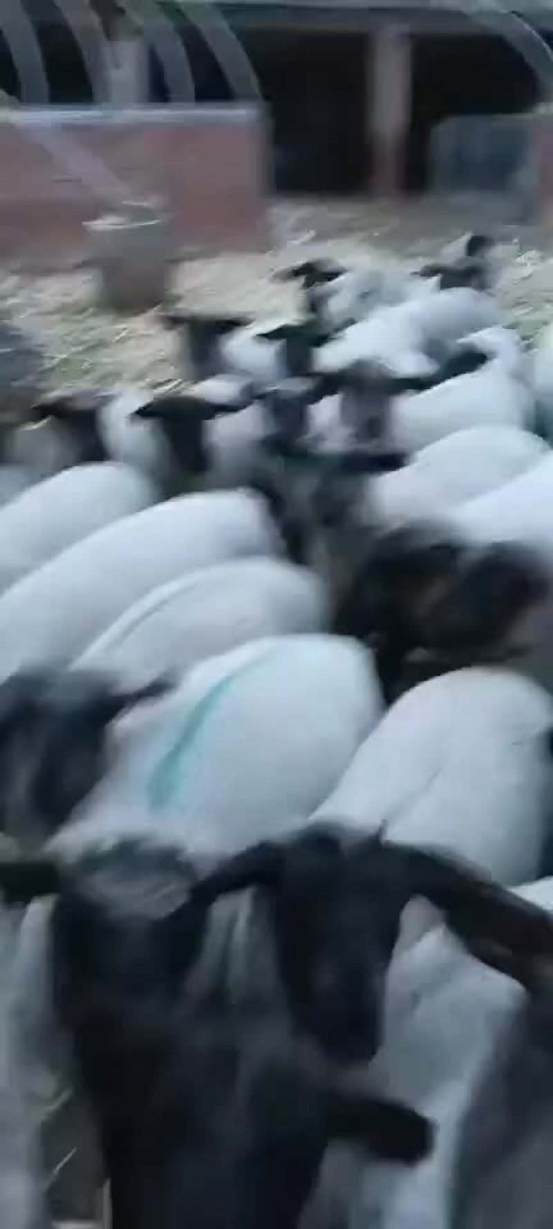 萨福克羊