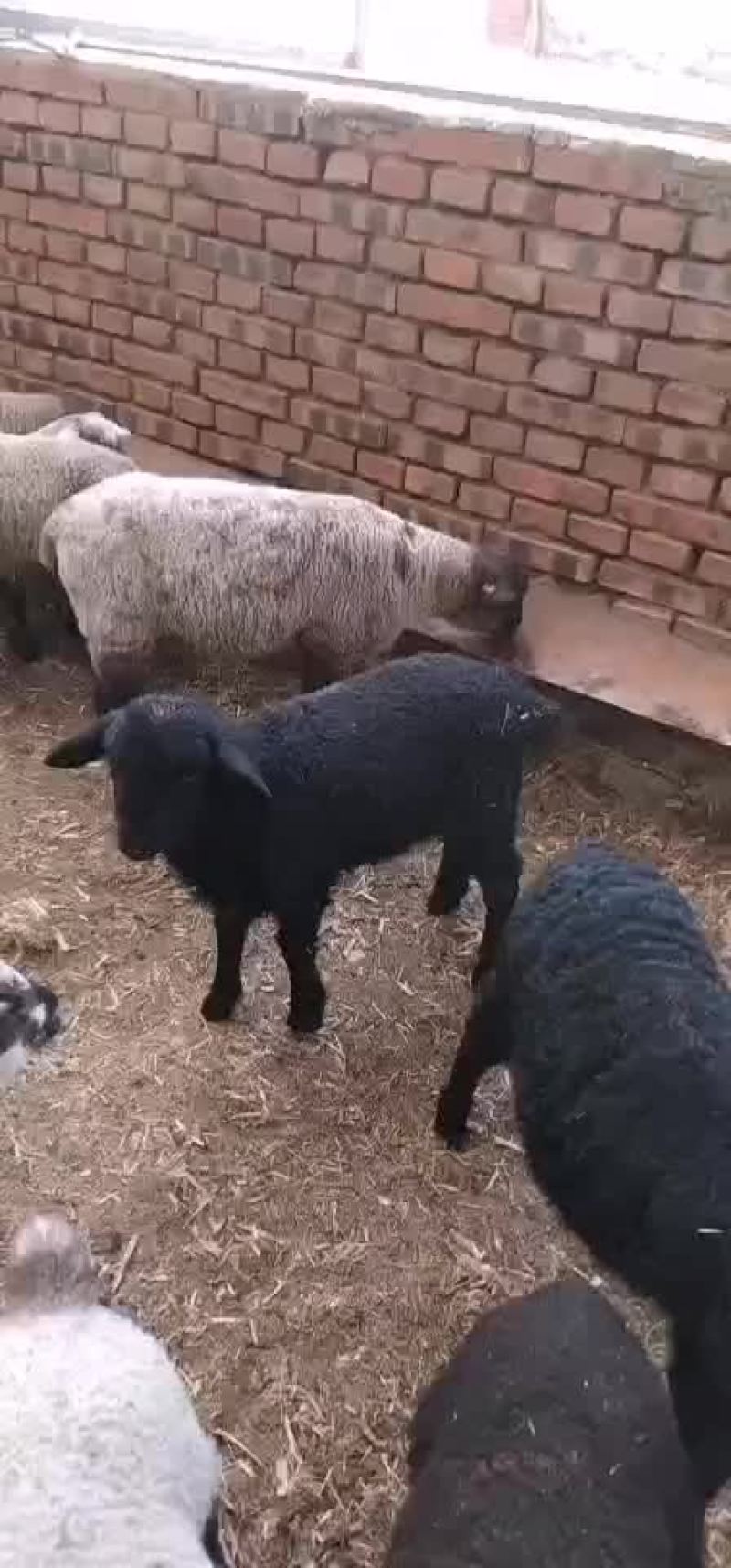 萨福克羊