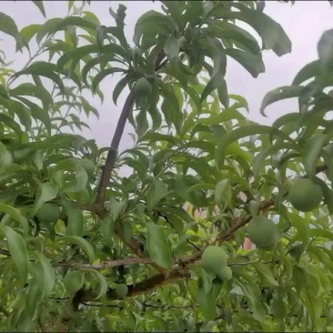 六马蜂糖李