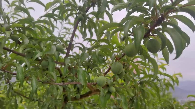 六马蜂糖李