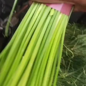 蒜薹蒜薹大量上市了老板们