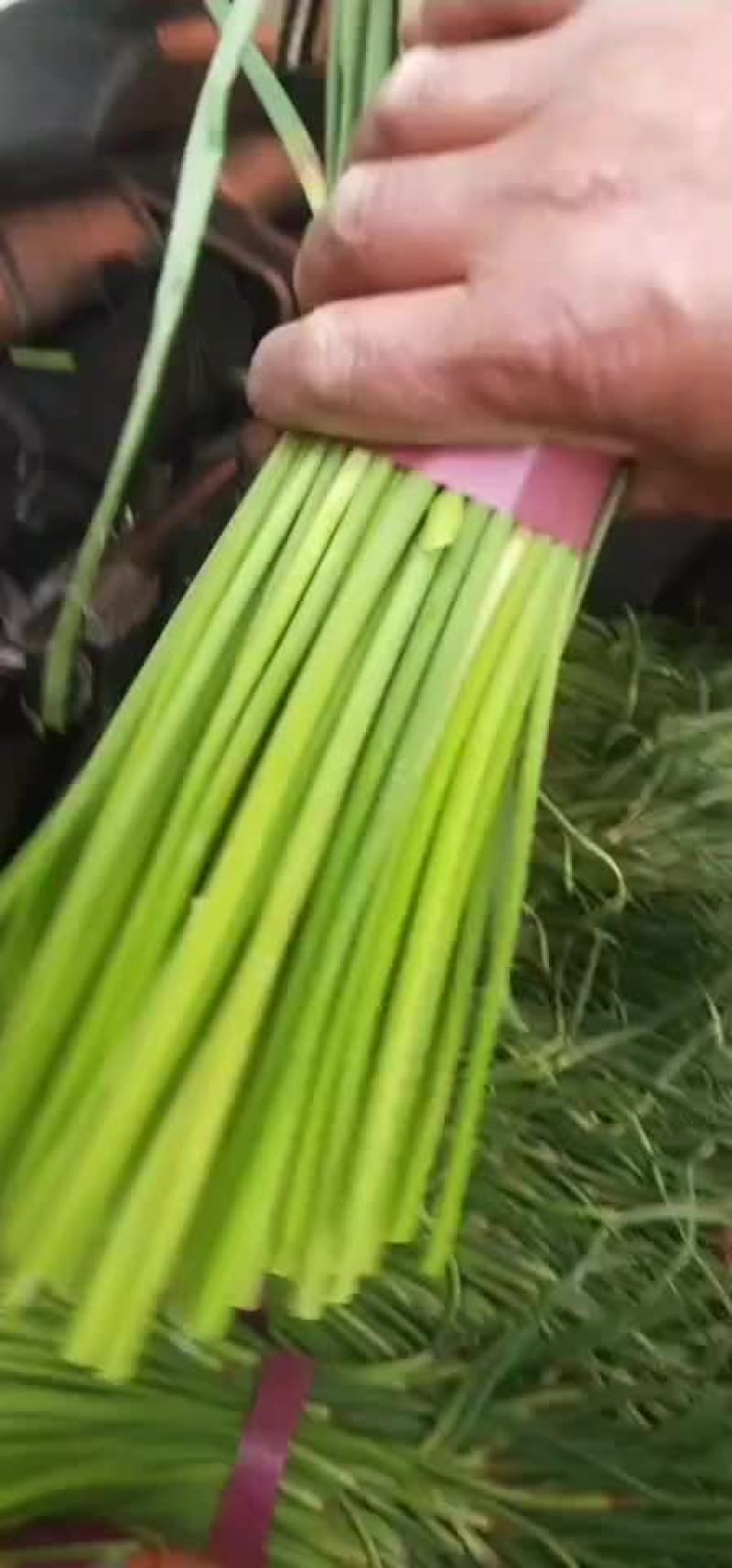 蒜薹蒜薹大量上市了老板们