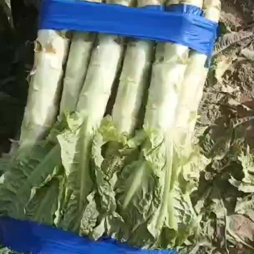 莴苣