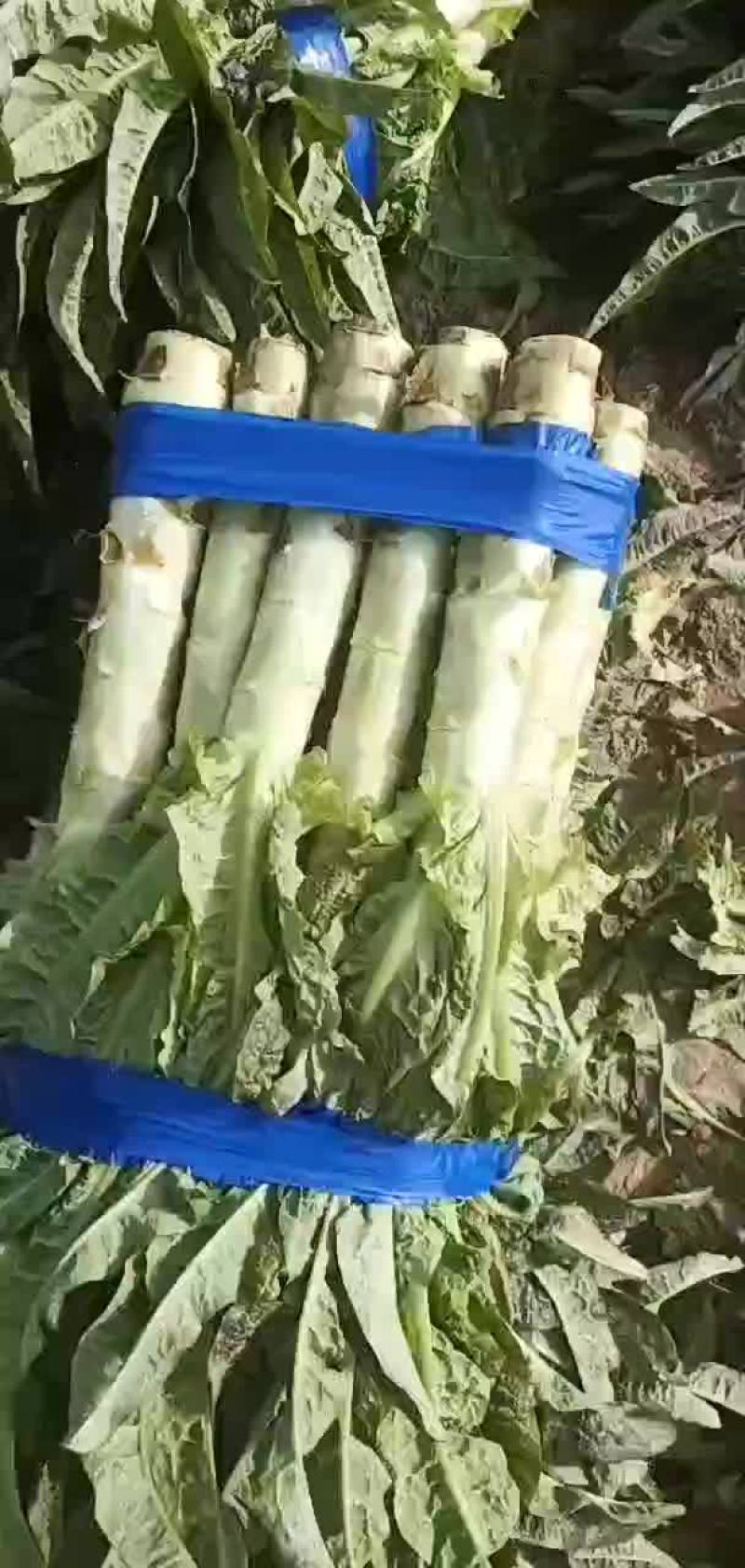 莴苣