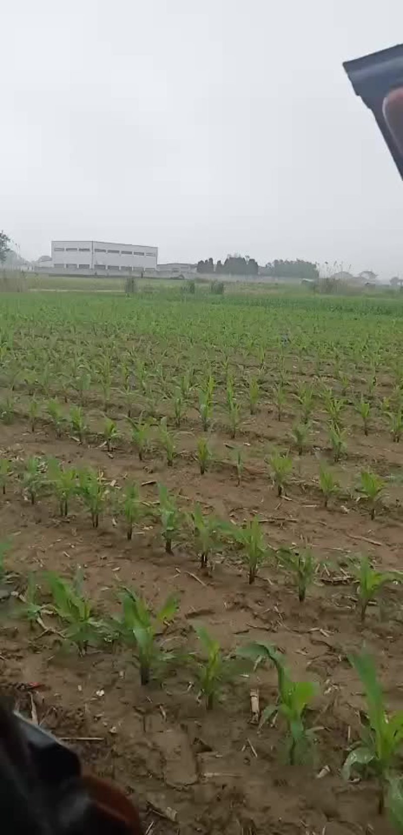 莴苣