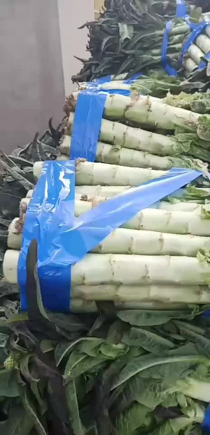 莴苣