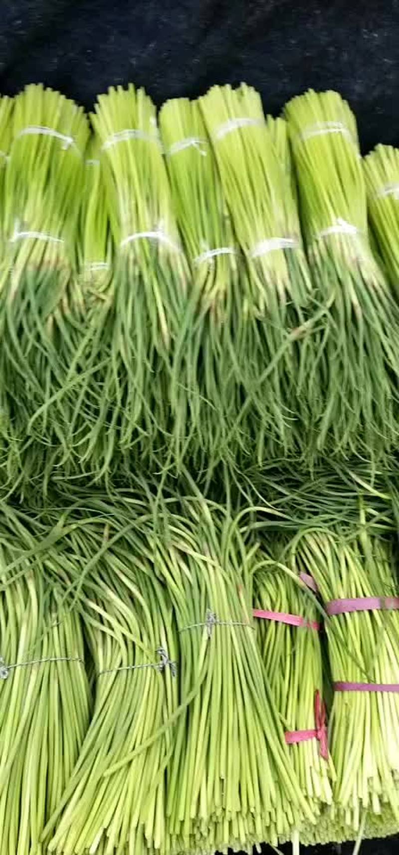 蒜薹蒜薹大量上市了老板们