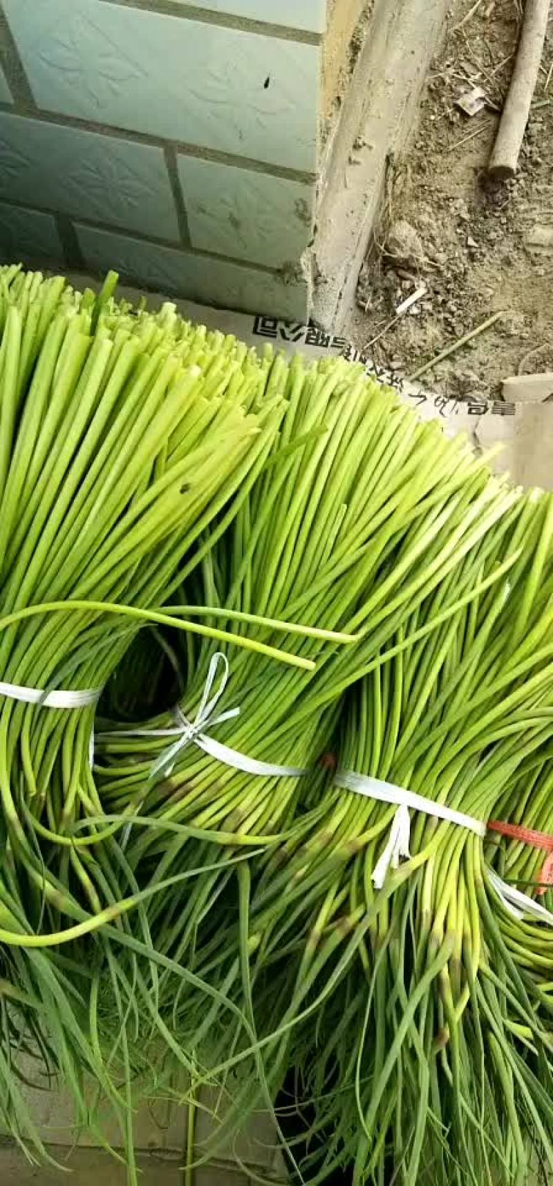 蒜薹蒜薹大量上市了老板们