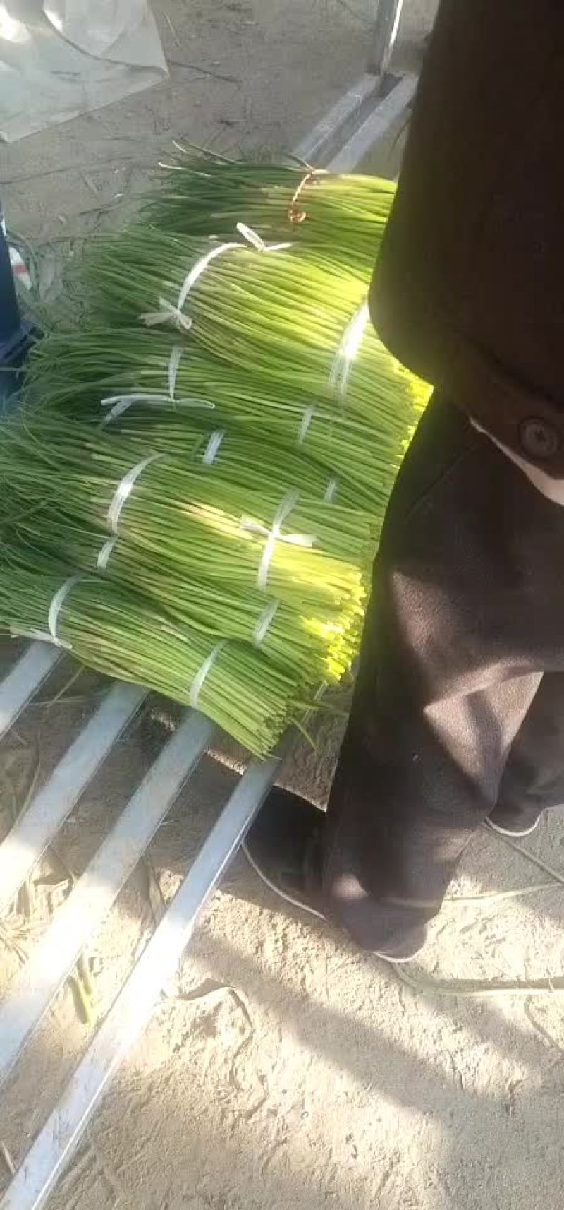 蒜薹蒜薹大量上市了老板们