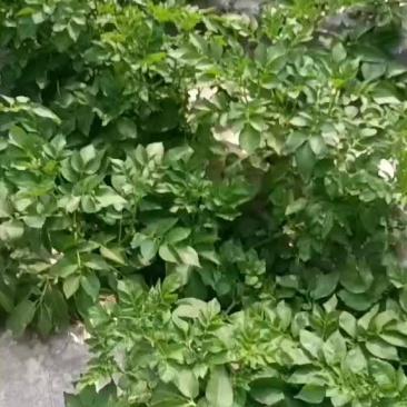 徐州大棚土豆