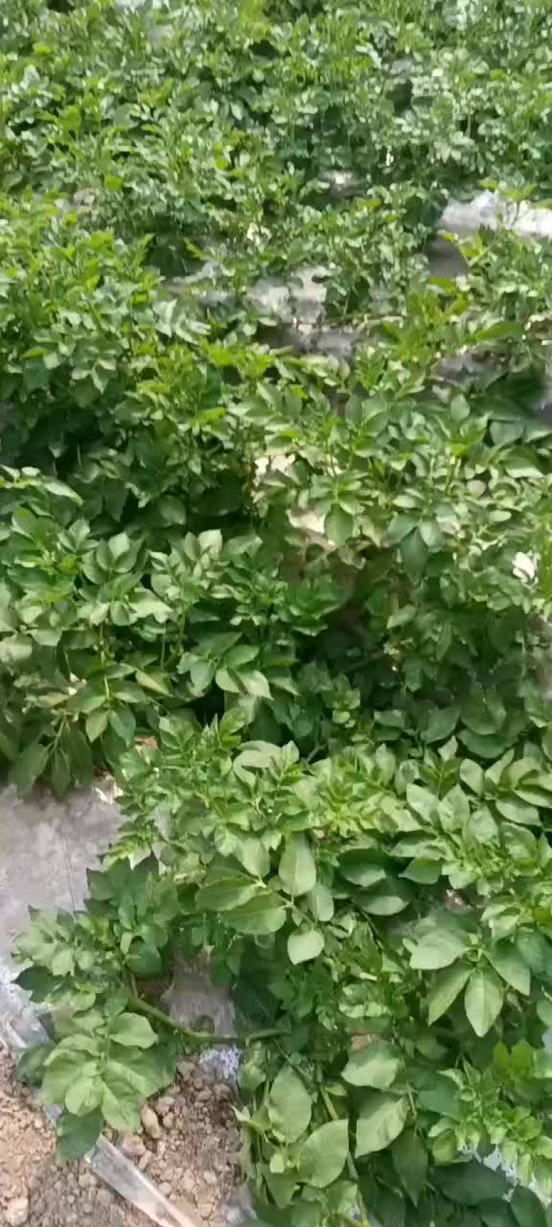 徐州大棚土豆
