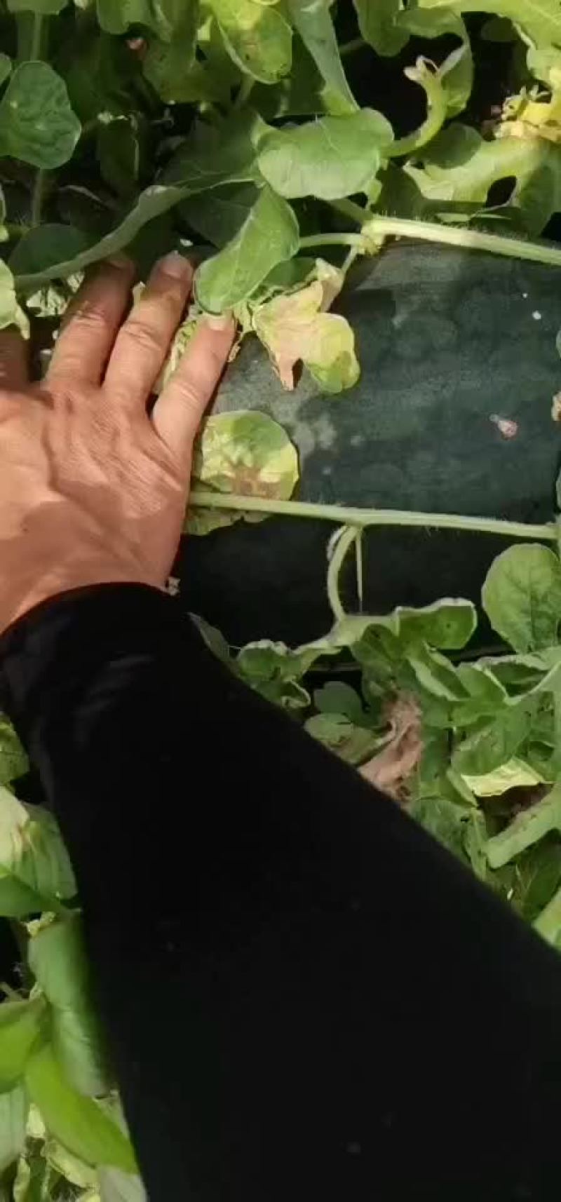 黑美人西瓜