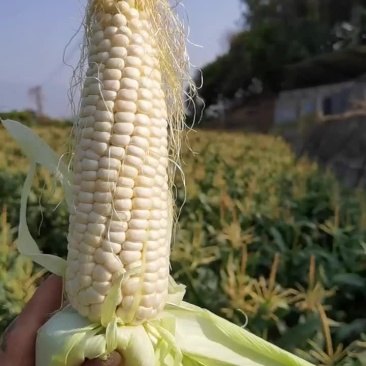 攀枝花白糯玉米