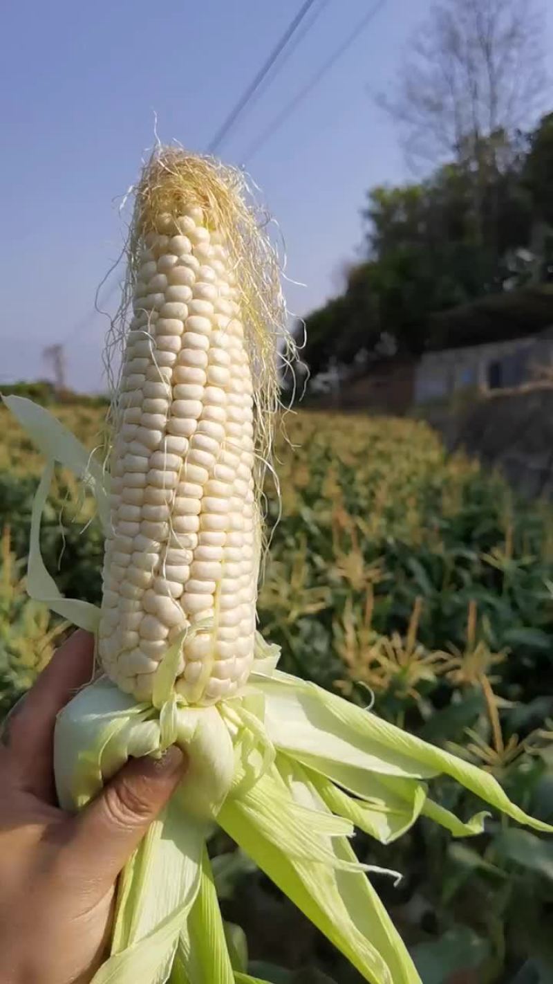 攀枝花白糯玉米