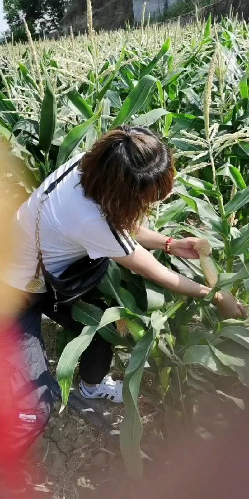 攀枝花白糯玉米