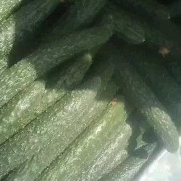 精品黄瓜